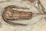 Rare, Apatokephalus Trilobite With Cephalopod & Brachiopods #209661-3